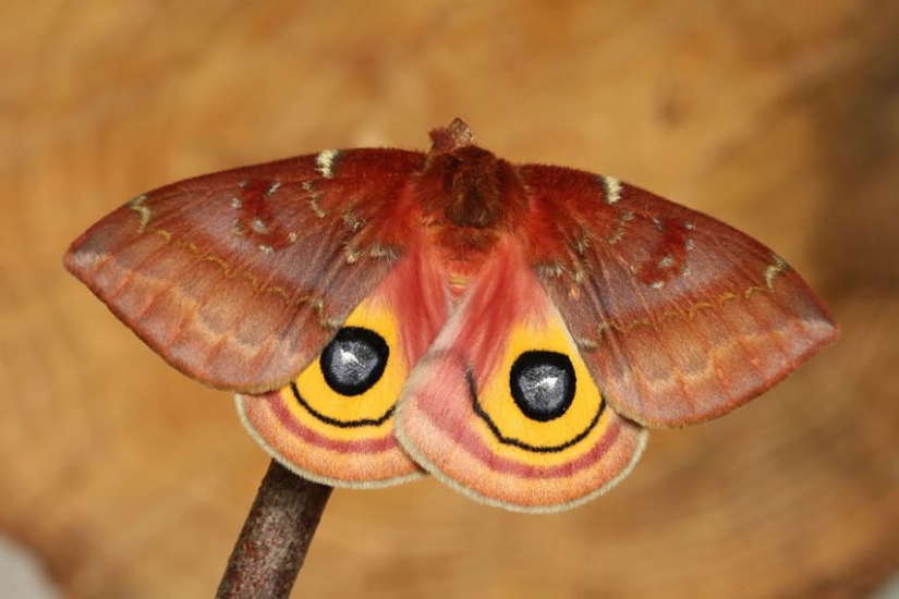 19 asombrosas transformaciones de orugas en mariposas