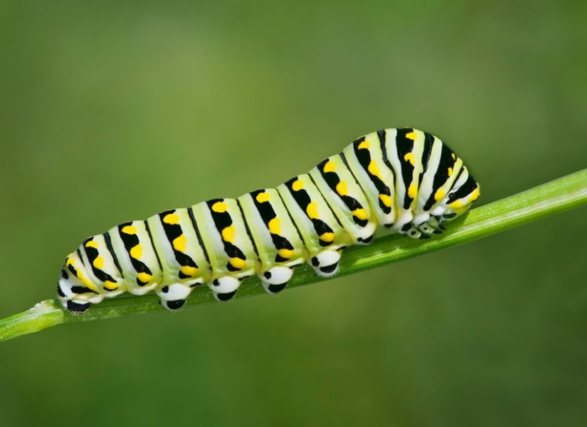 19 asombrosas transformaciones de orugas en mariposas