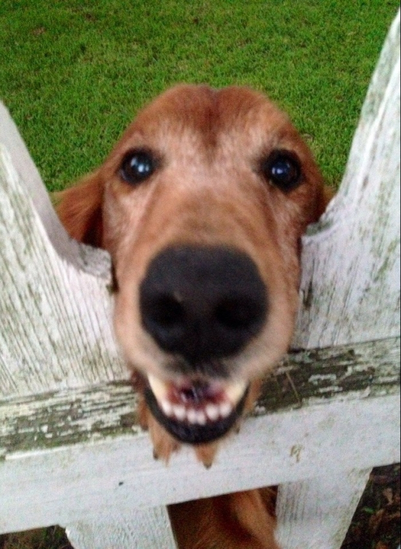 19 dogs who just wanted to say hello