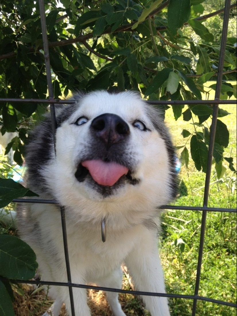 19 dogs who just wanted to say hello