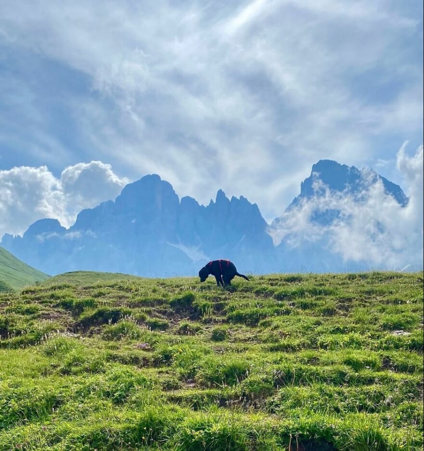 19 Hilariously “Beautiful” Images Of Dogs Pooping In The Most Breathtaking Locations