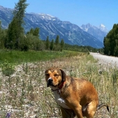 19 Hilariously “Beautiful” Images Of Dogs Pooping In The Most Breathtaking Locations