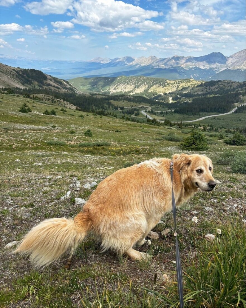 19 Hilariously “Beautiful” Images Of Dogs Pooping In The Most Breathtaking Locations