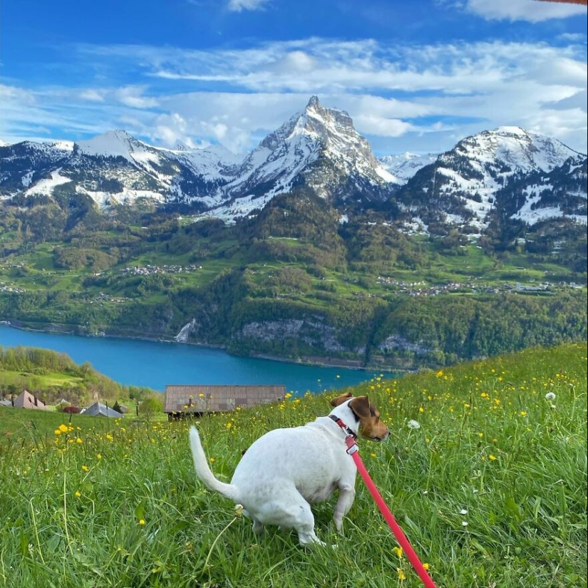 19 Hilariously “Beautiful” Images Of Dogs Pooping In The Most Breathtaking Locations