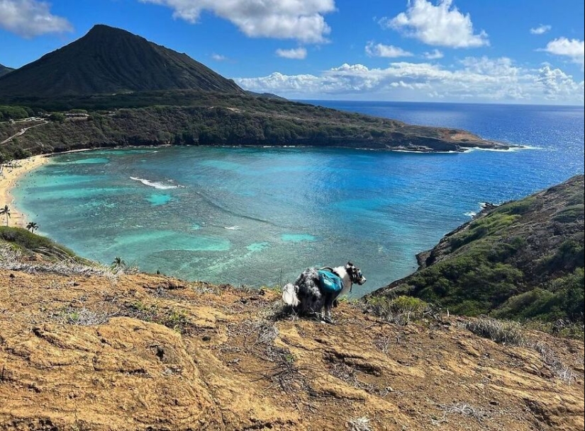 19 Hilariously “Beautiful” Images Of Dogs Pooping In The Most Breathtaking Locations