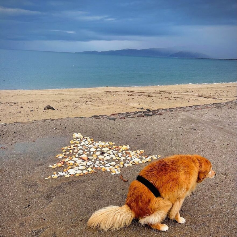 19 Hilariously “Beautiful” Images Of Dogs Pooping In The Most Breathtaking Locations