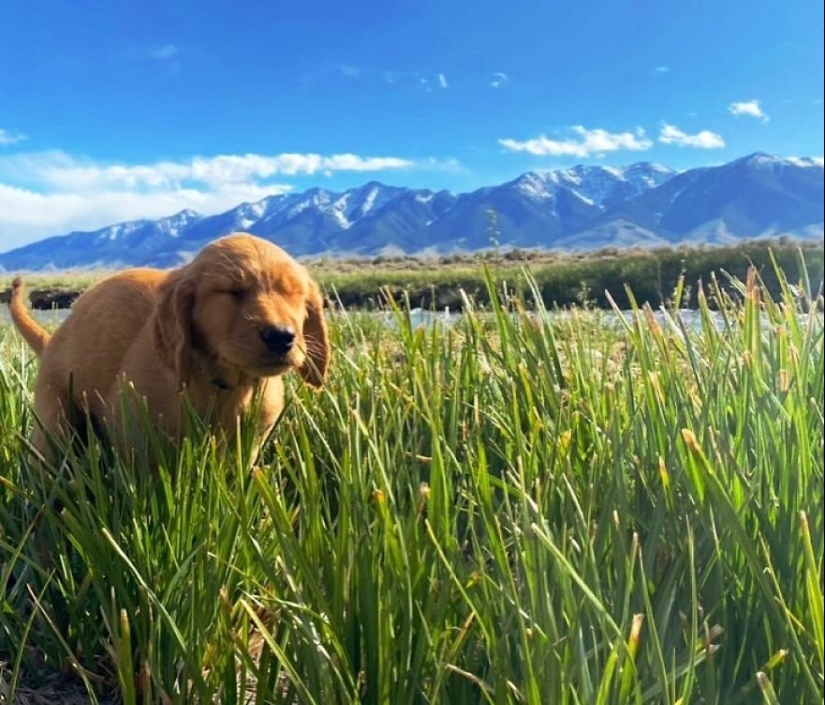 19 imágenes “hermosas” y divertidas de perros haciendo sus necesidades en los lugares más impresionantes