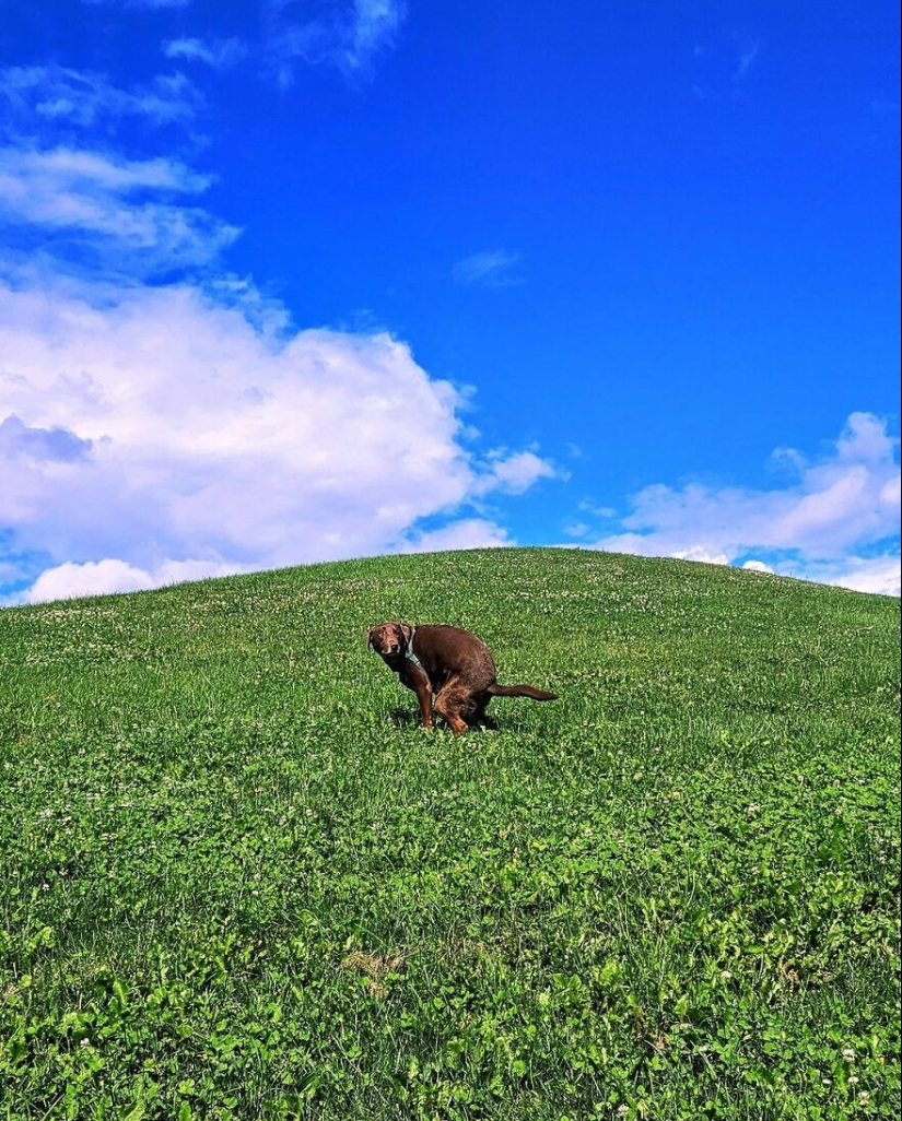 19 imágenes “hermosas” y divertidas de perros haciendo sus necesidades en los lugares más impresionantes