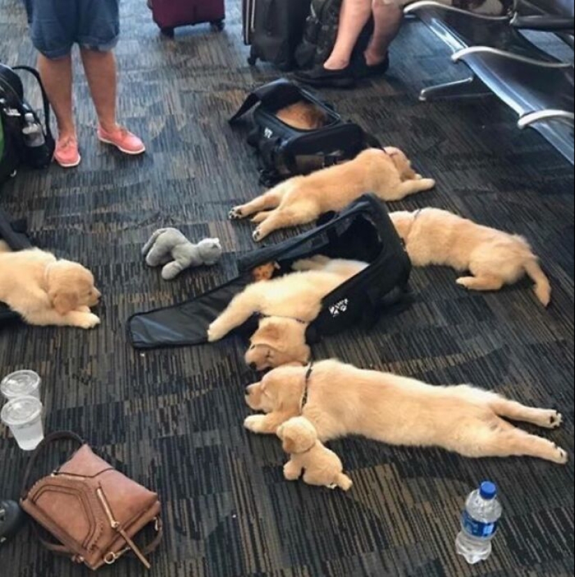 19 Of The Funniest And Weirdest Photos Taken At Airports