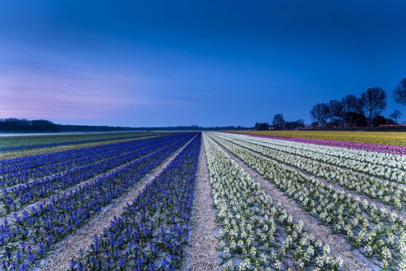 19 reasons to love the Netherlands