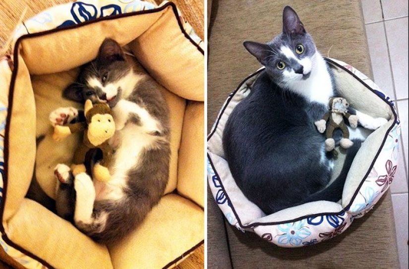 20 adult pets who love their toys just like they did when they were kids