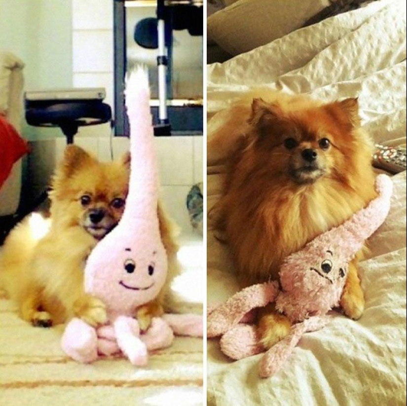 20 adult pets who love their toys just like they did when they were kids