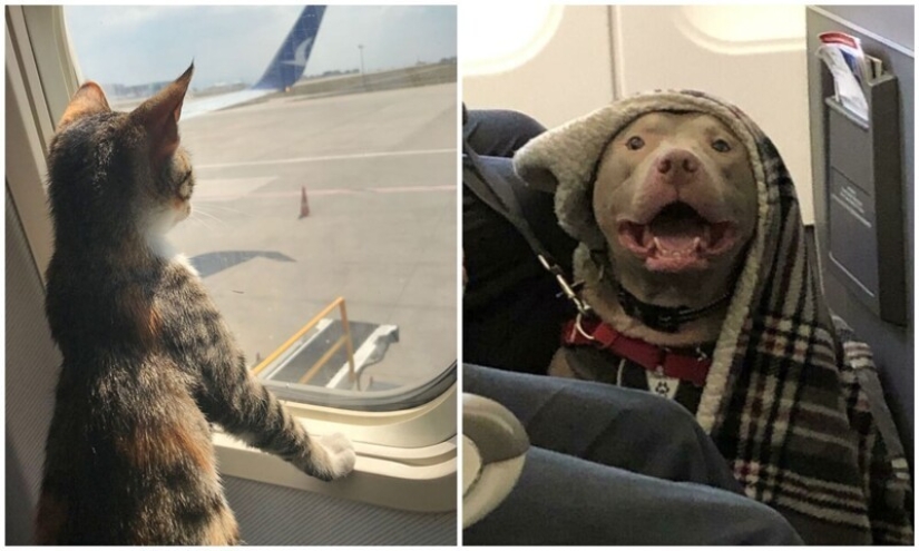 20+ animal travelers that enchanted all passengers