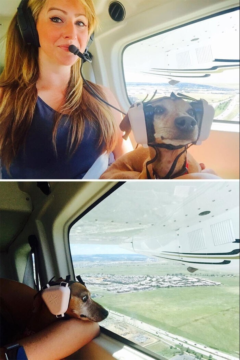 20+ animal travelers that enchanted all passengers