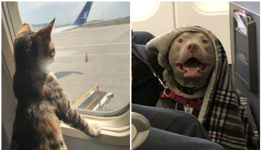 20+ animal travelers that enchanted all passengers