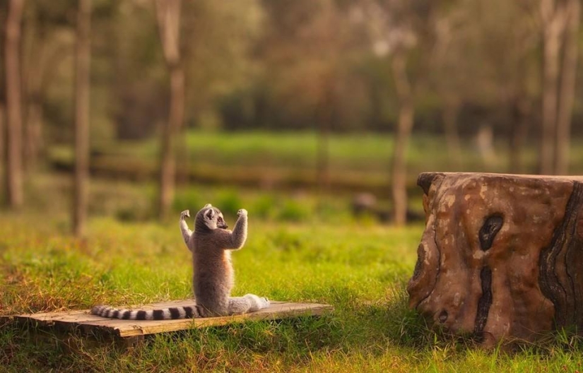 20 animales que hacen yoga mejor que tú