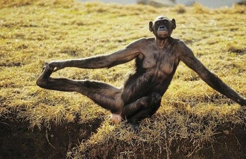 20 animales que hacen yoga mejor que tú