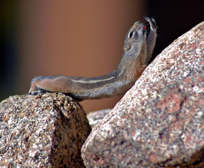 20 animales que hacen yoga mejor que tú