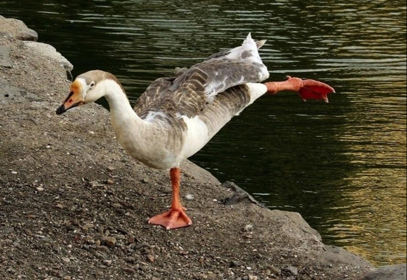 20 animales que hacen yoga mejor que tú