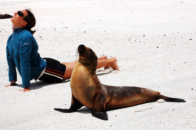 20 animales que hacen yoga mejor que tú