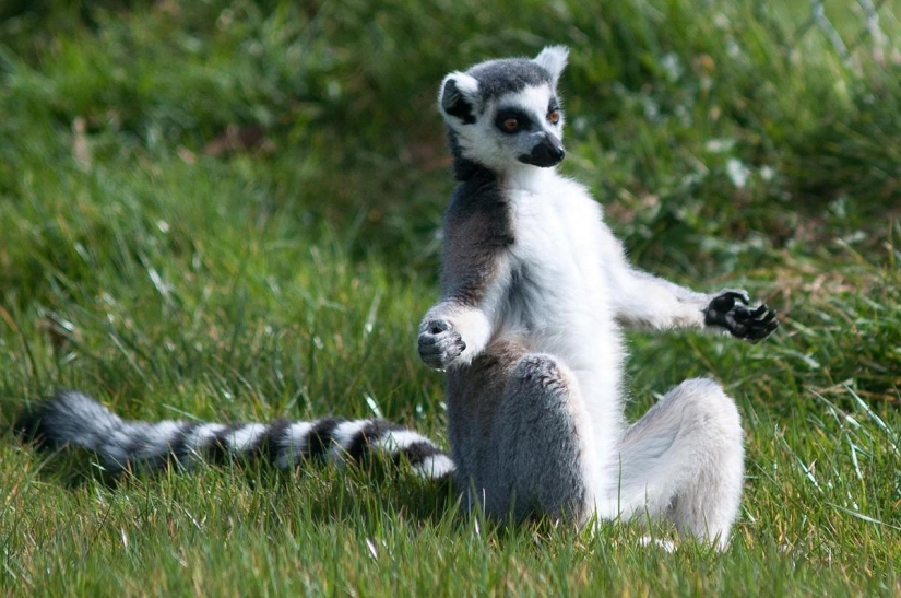 20 animales que hacen yoga mejor que tú