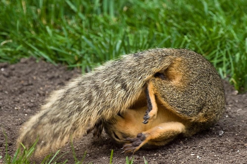 20 animales que hacen yoga mejor que tú