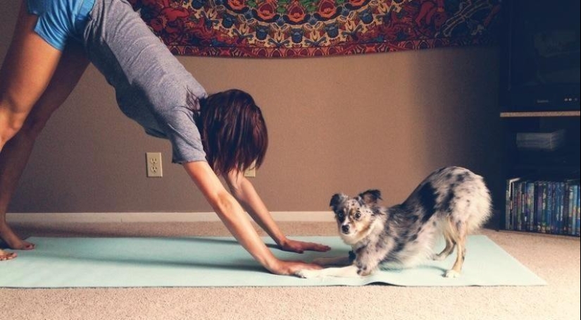 20 animales que hacen yoga mejor que tú