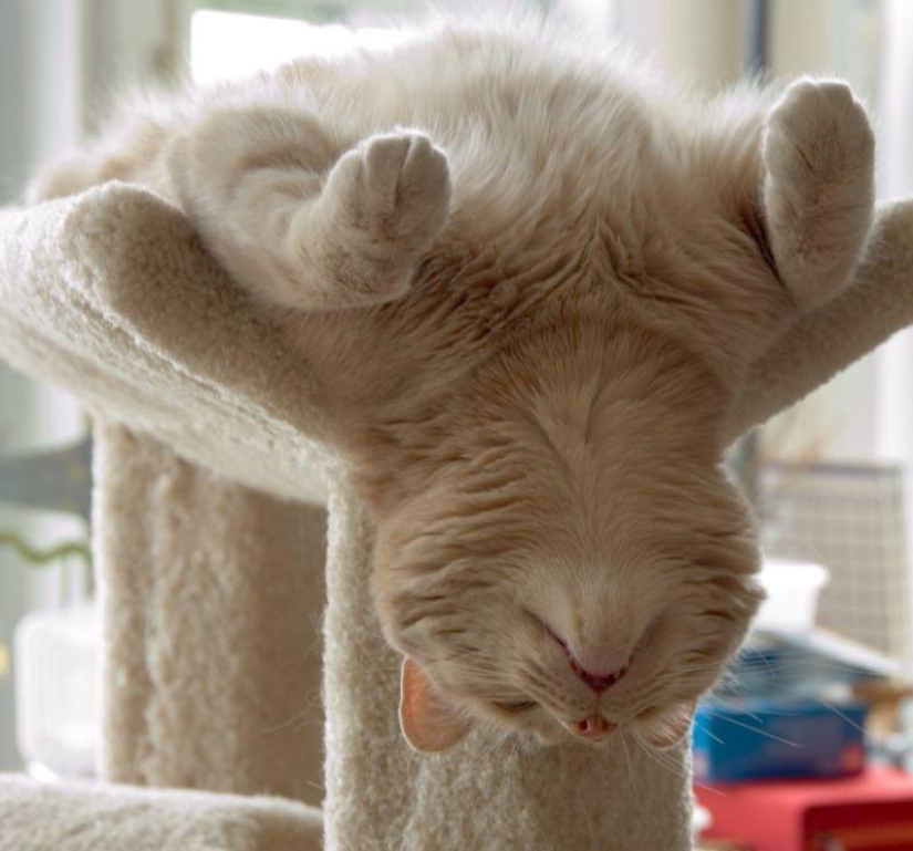 20 animals that do yoga better than you