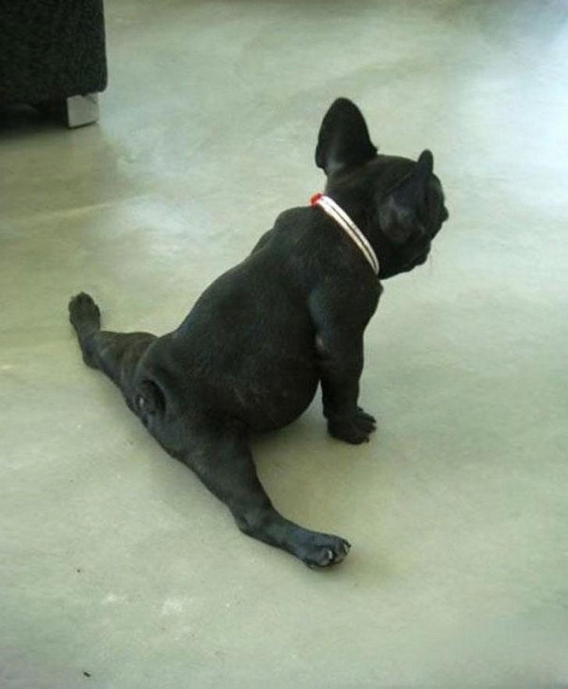 20 animals that do yoga better than you