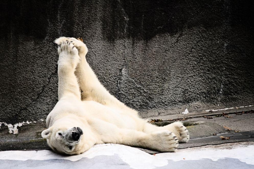 20 animals that do yoga better than you