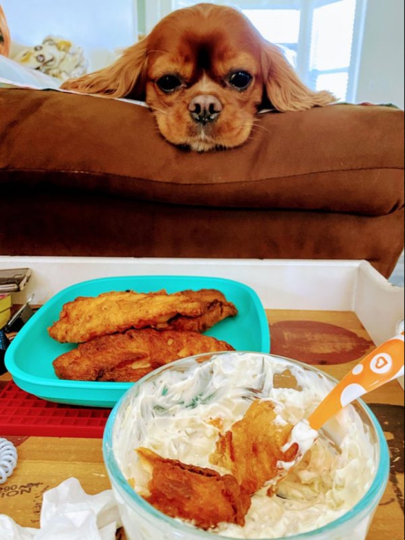 20 animals that simply cannot be denied food
