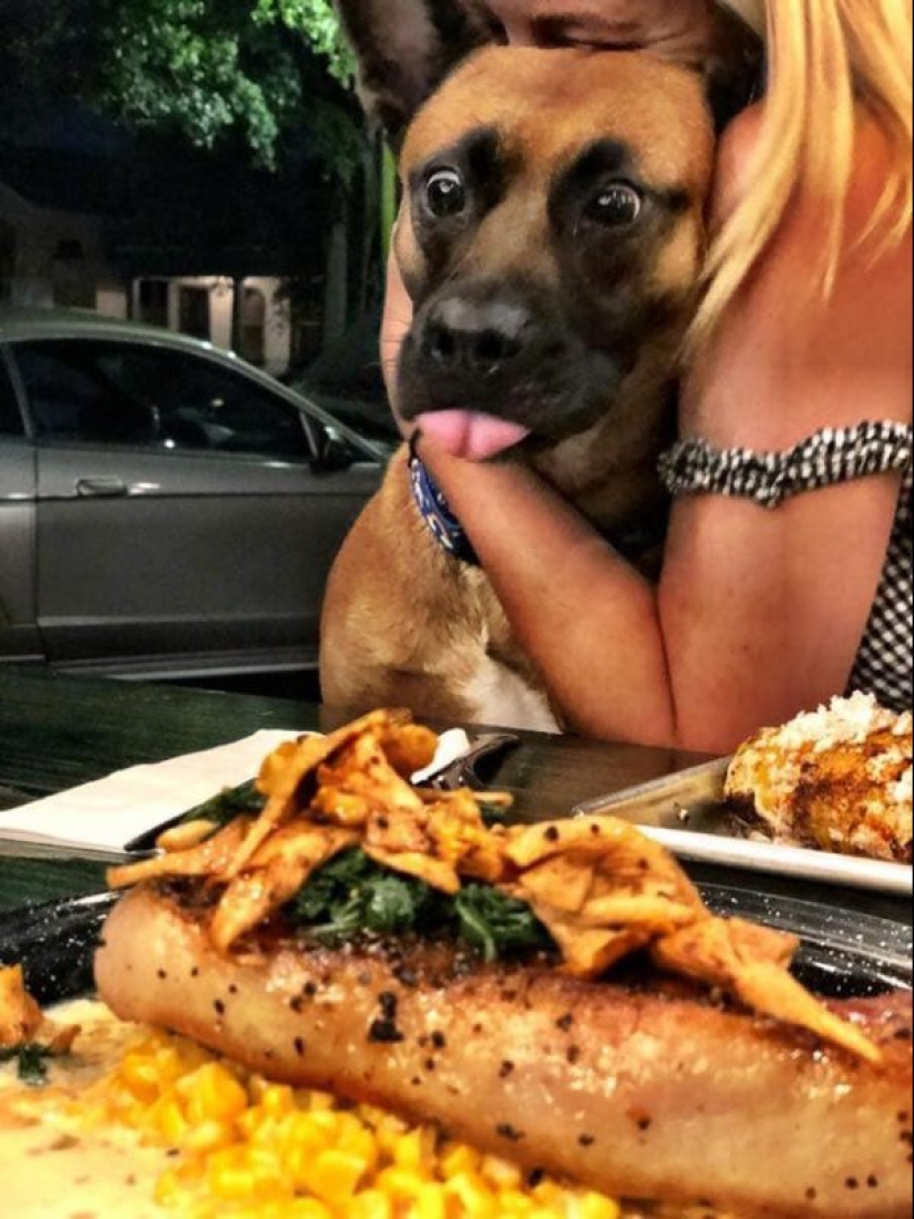 20 animals that simply cannot be denied food