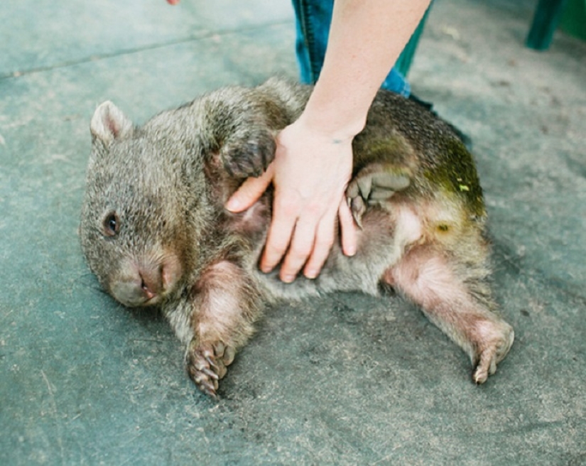 20 bellies that need to be scratched immediately