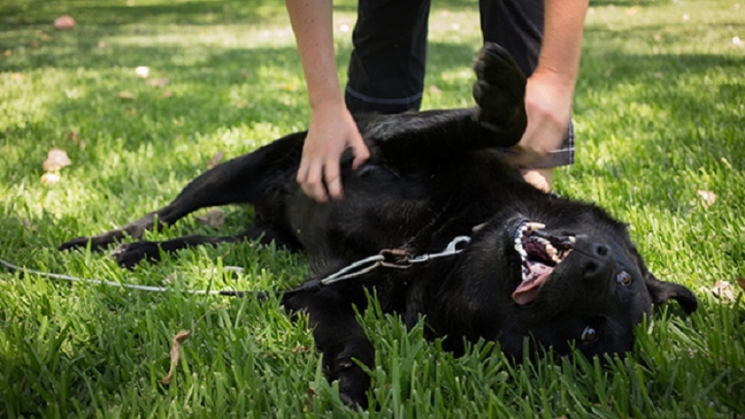 20 bellies that need to be scratched immediately