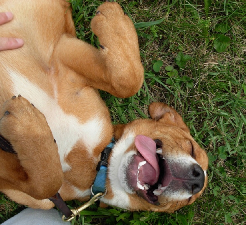 20 bellies that need to be scratched immediately