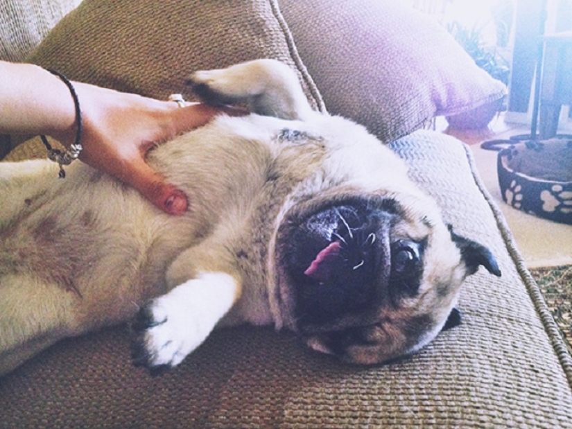 20 bellies that need to be scratched immediately