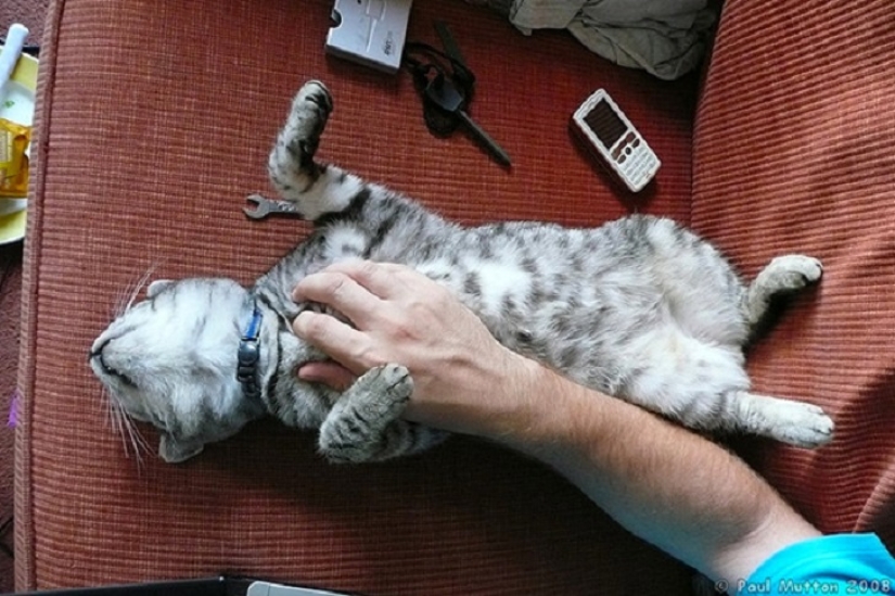 20 bellies that need to be scratched immediately