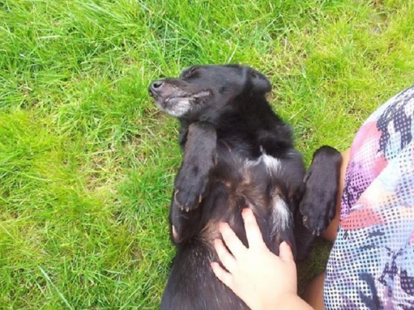 20 bellies that need to be scratched immediately