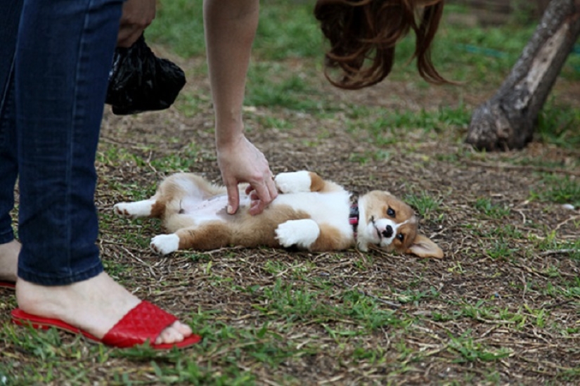 20 bellies that need to be scratched immediately