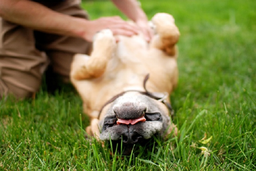 20 bellies that need to be scratched immediately