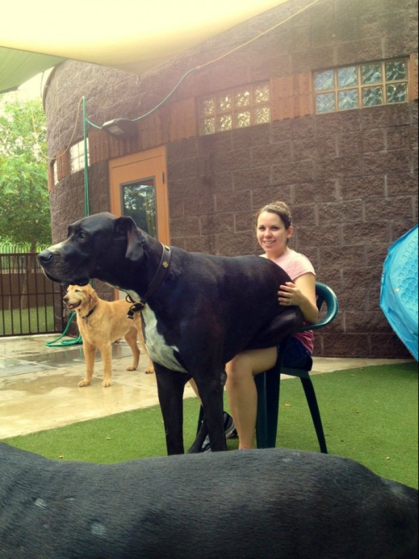 20 big dogs that have no idea how huge they are