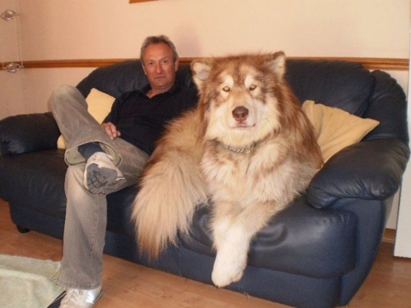 20 big dogs that have no idea how huge they are