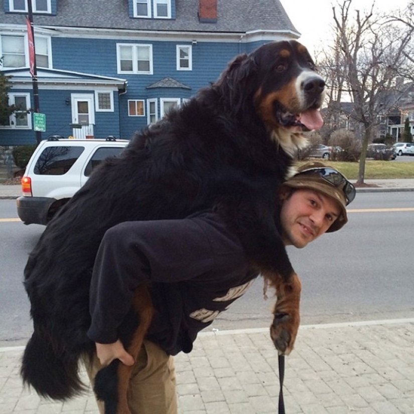 20 big dogs that have no idea how huge they are