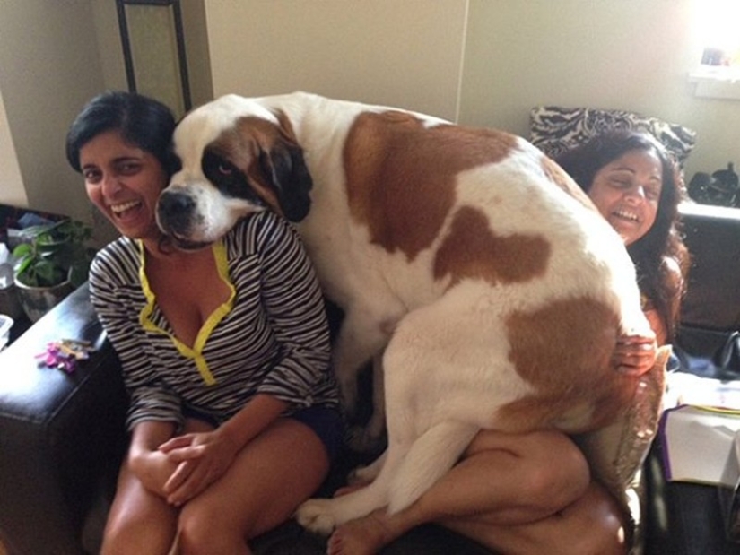 20 big dogs that have no idea how huge they are