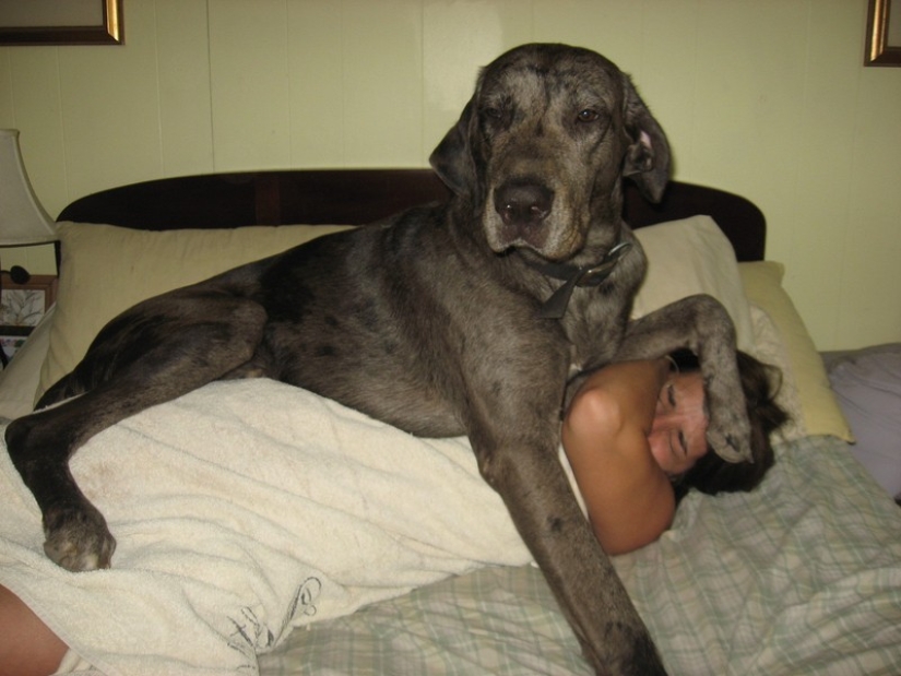 20 big dogs that have no idea how huge they are