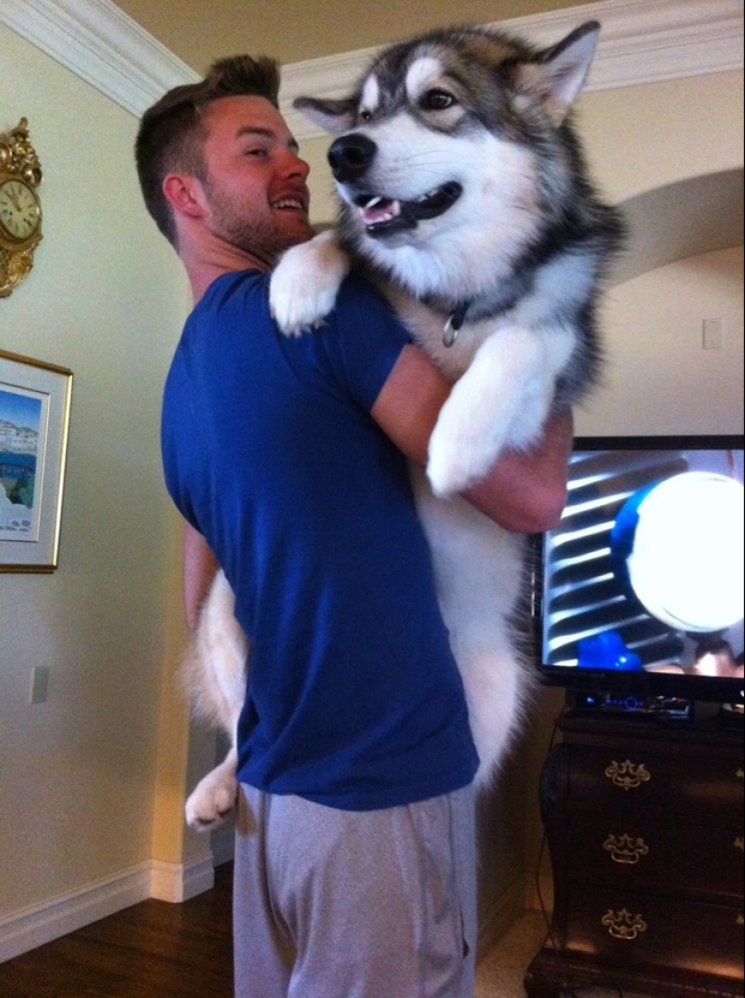 20 big dogs that have no idea how huge they are