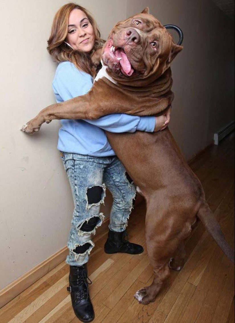 20 big dogs that have no idea how huge they are