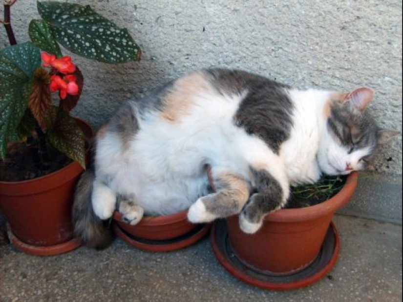 20 cat plants that require petting and eating