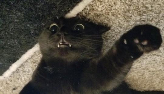 20 cats that either finally broke down, or were pumped to a new level