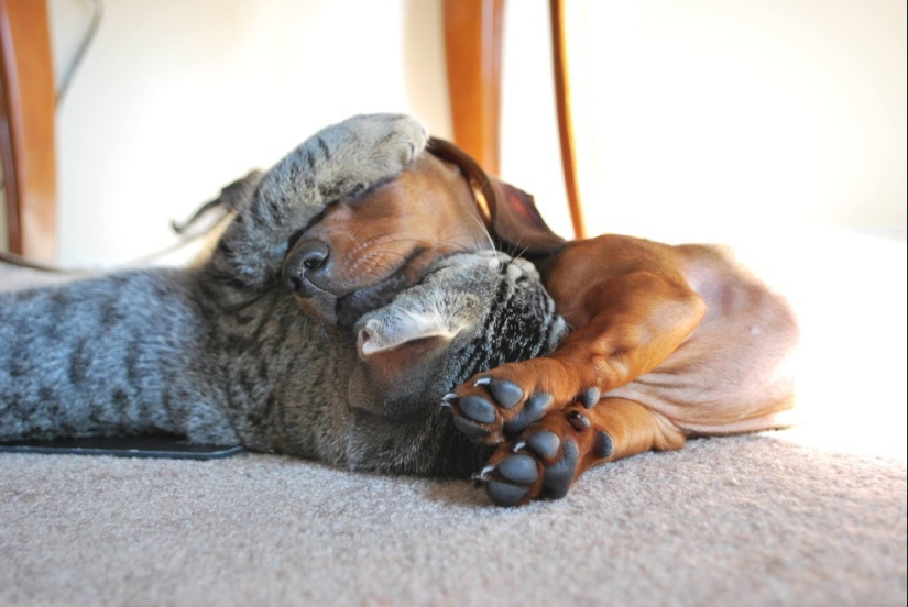 20 cats who have a huge crush on dogs